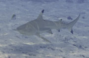 Requins, requin à pointes noires de lagon photographié à Bora Bora